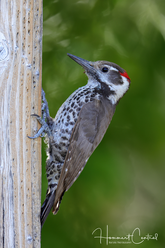 Arizona Woodpecker (02).jpg
