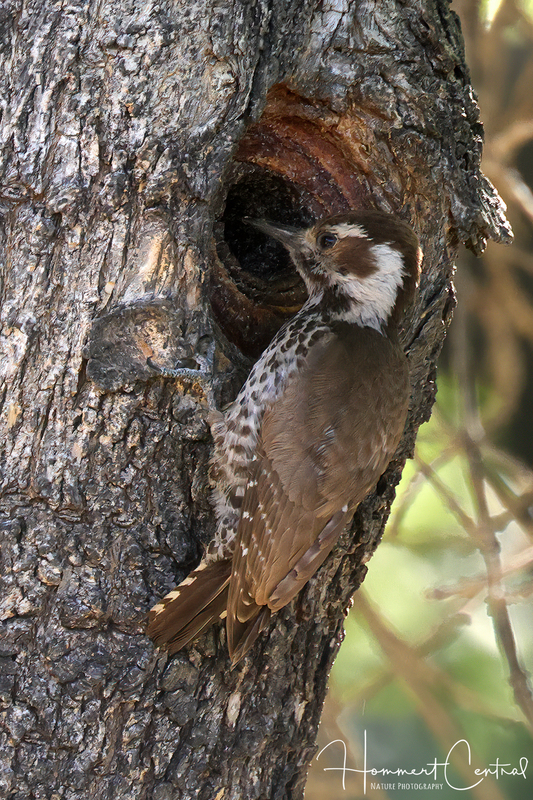 Arizona Woodpecker (female) (02).jpg