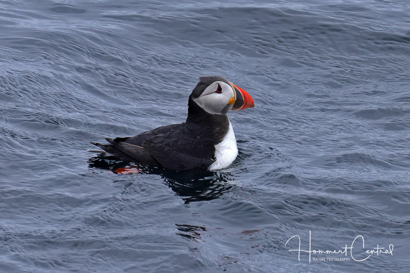 Atlantic Puffin (05).jpg