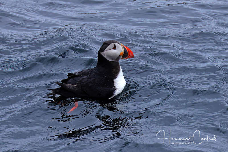 Atlantic Puffin (06).jpg