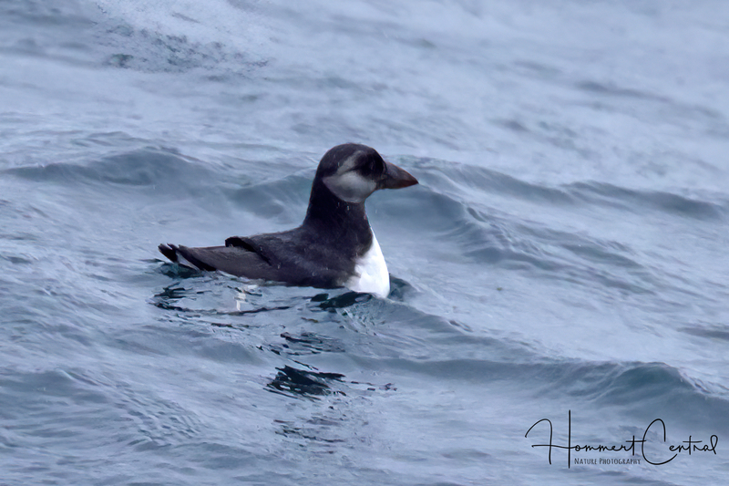 Atlantic Puffin (nonbreeding plumage) (02).jpg