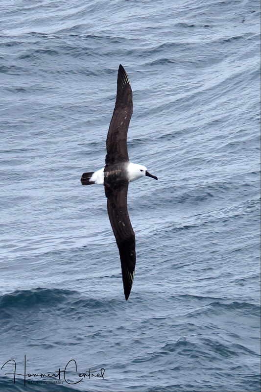 Atlantic Yellow-nosed Albatross (01).jpg