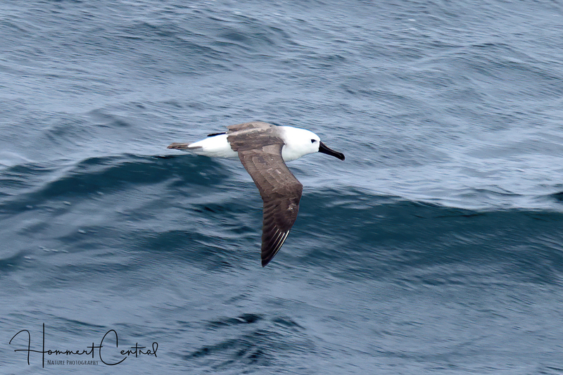 Atlantic Yellow-nosed Albatross (02).jpg