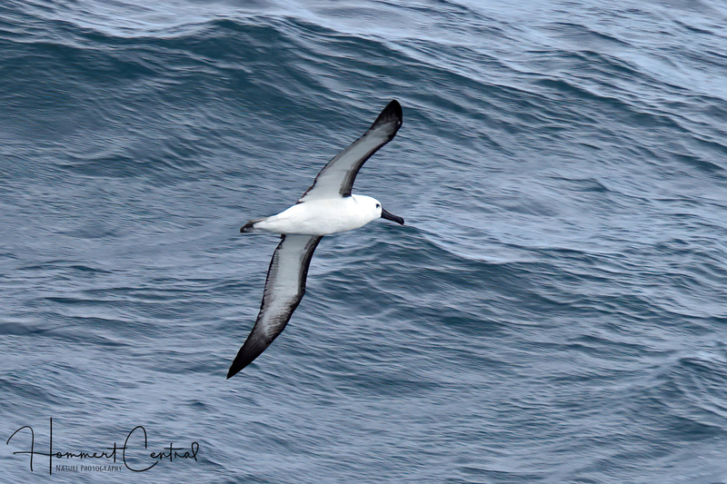 Atlantic Yellow-nosed Albatross (03).jpg