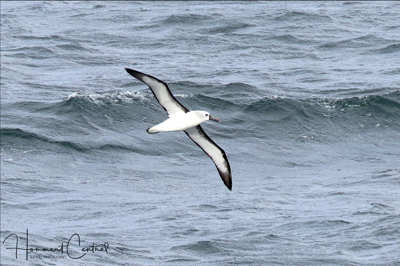 Atlantic Yellow-nosed Albatross (04).jpg