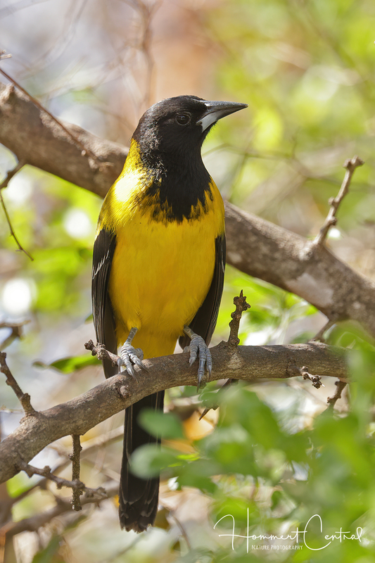 Audubons Oriole (01).jpg