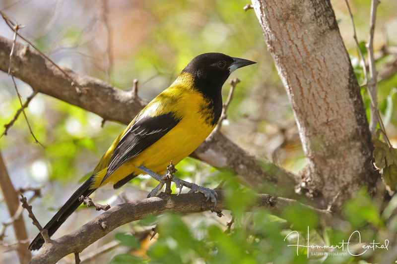 Audubons Oriole (02).jpg