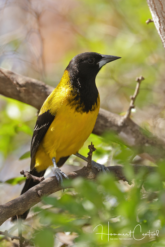 Audubons Oriole (03).jpg