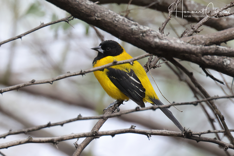 Audubons Oriole (04).jpg