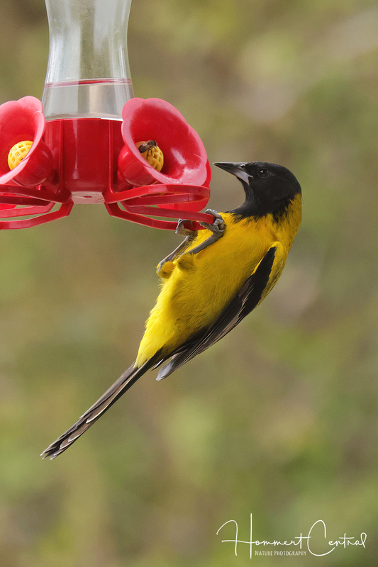 Audubons Oriole (05).jpg