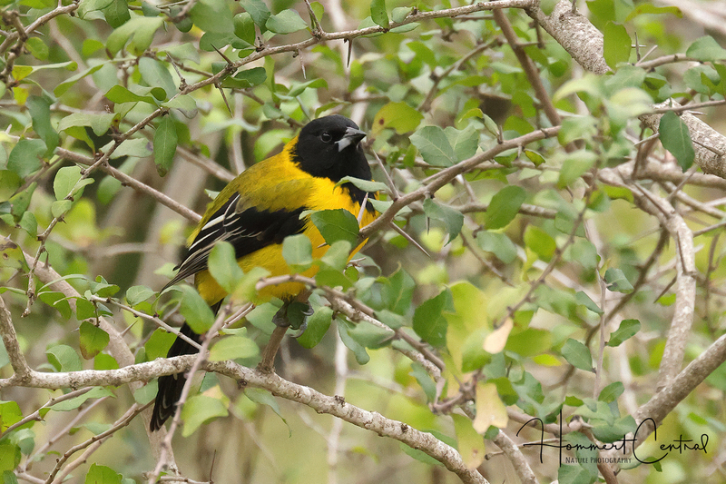 Audubons Oriole (06).jpg