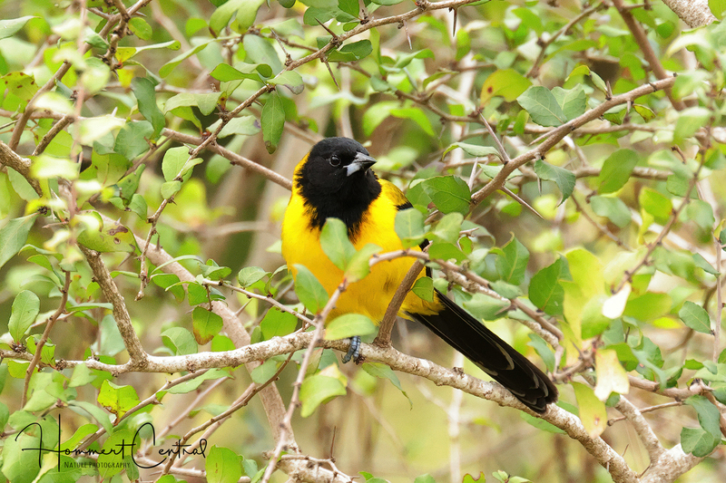Audubons Oriole (07).jpg