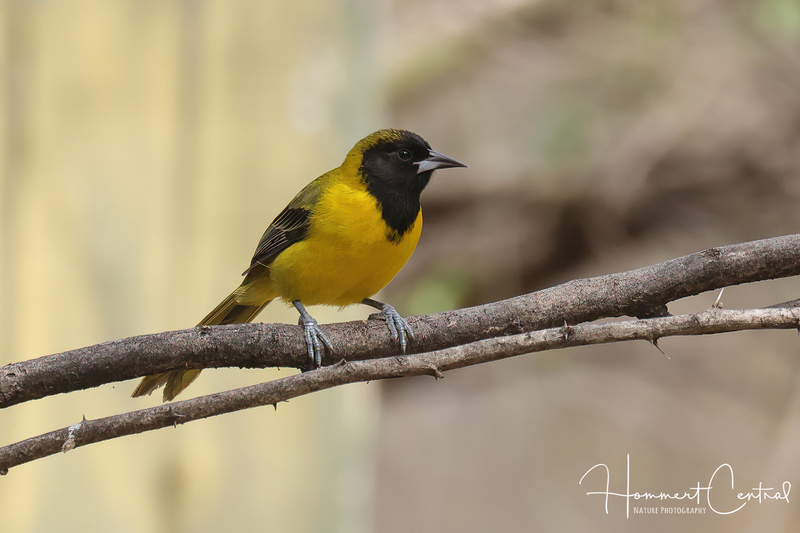 Audubons Oriole (08).jpg