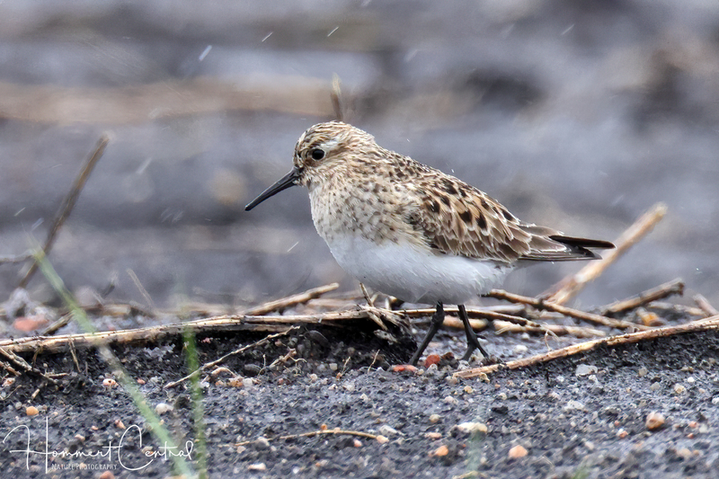 Bairds Sandpiper (08).jpg