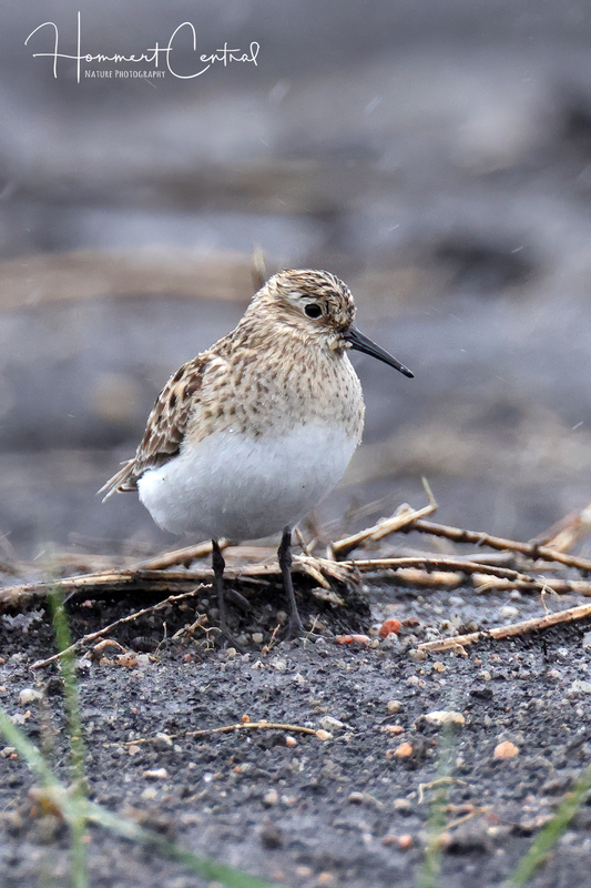 Bairds Sandpiper (09).jpg