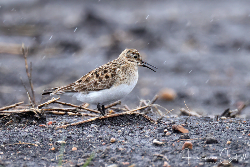 Bairds Sandpiper (10).jpg