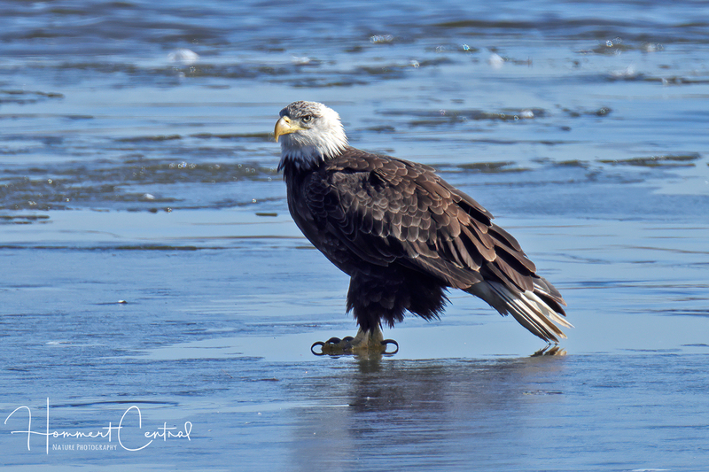 Bald Eagle (71).jpg