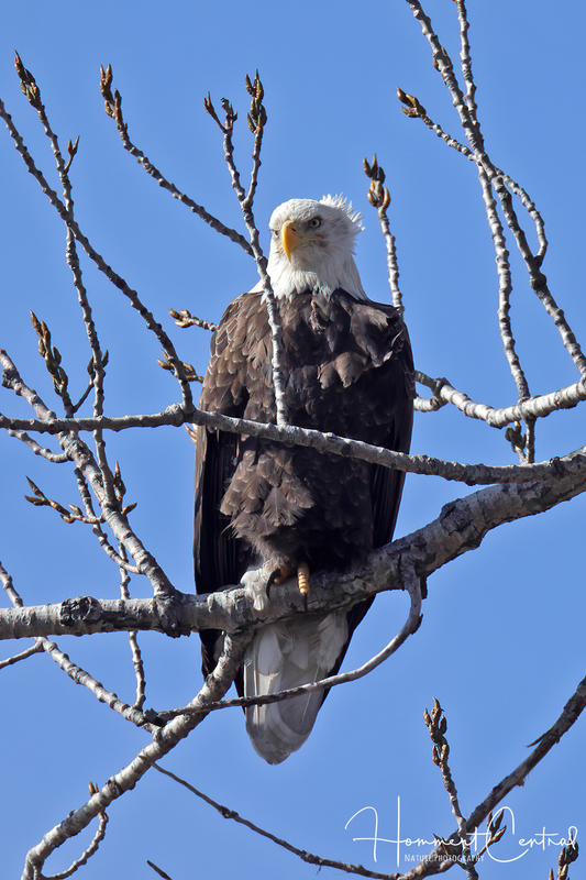 Bald Eagle (72).jpg