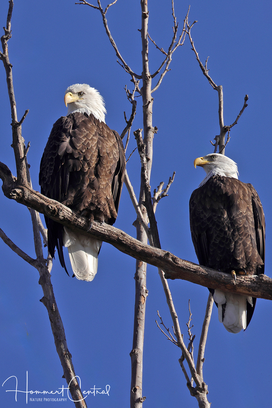 Bald Eagle (73).jpg
