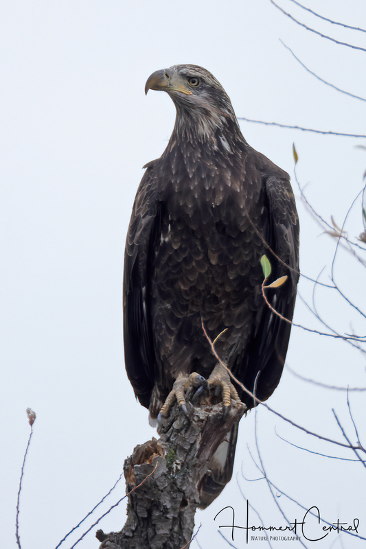 Bald Eagle (immature) (28).jpg