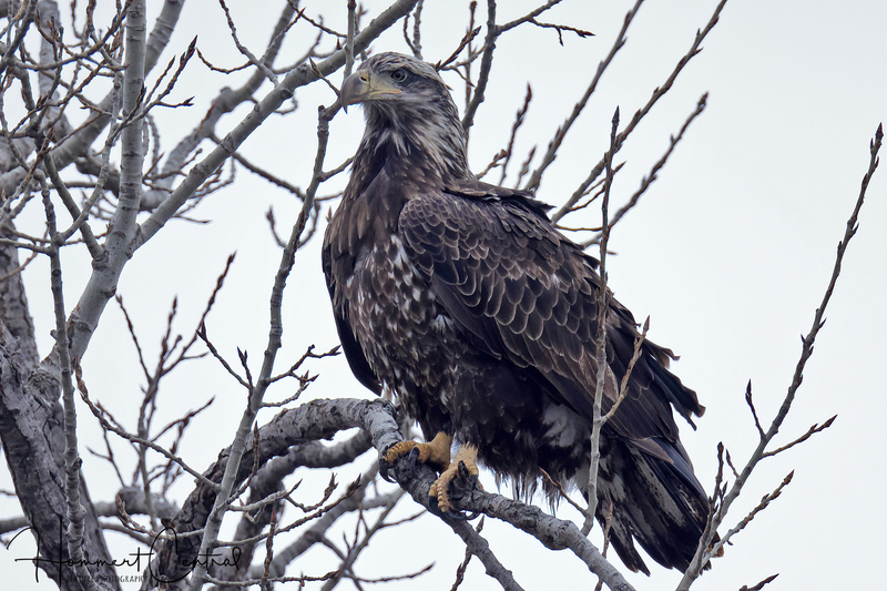 Bald Eagle (immature) (29).jpg