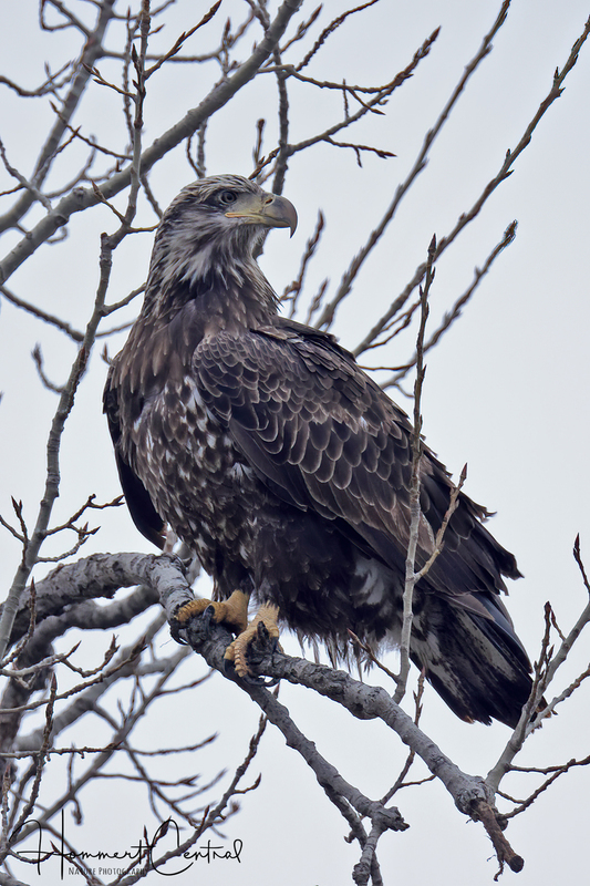 Bald Eagle (immature) (30).jpg