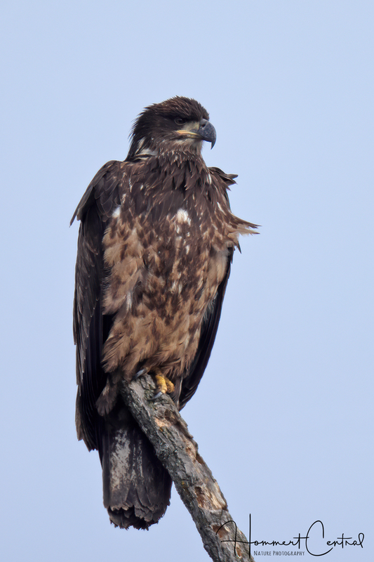 Bald Eagle (immature) (31).jpg