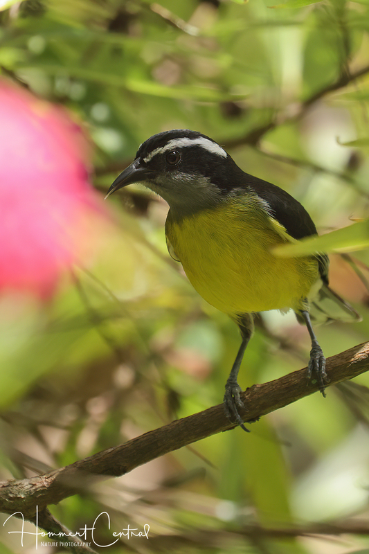 Bananaquit (02).jpg