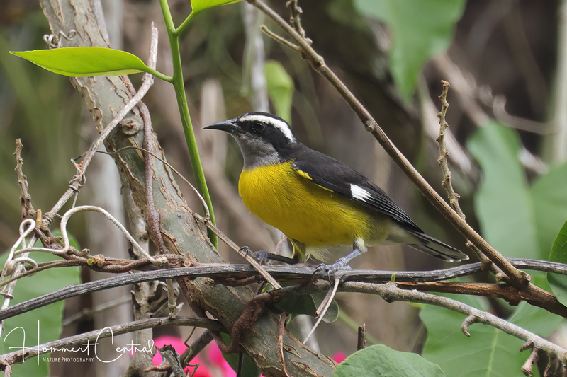 Bananaquit (03).jpg
