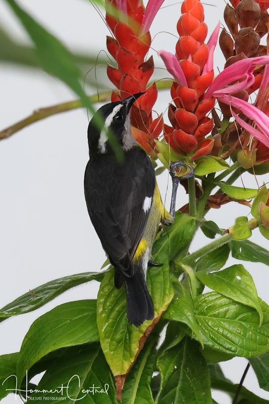 Bananaquit (04).jpg