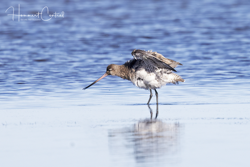 Bar-tailed Godwit (01).jpg