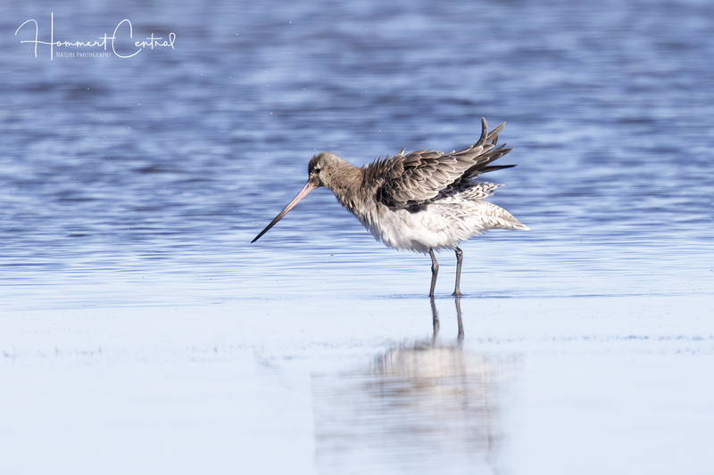 Bar-tailed Godwit (02).jpg