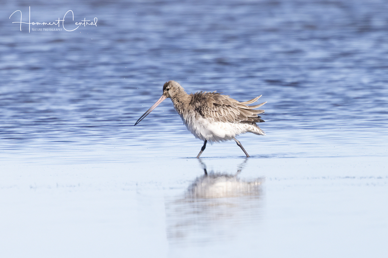 Bar-tailed Godwit (03).jpg