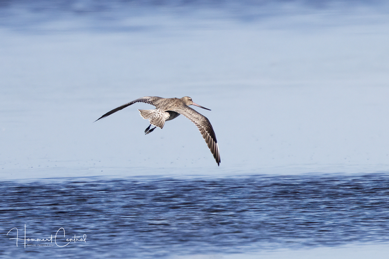 Bar-tailed Godwit (05).jpg