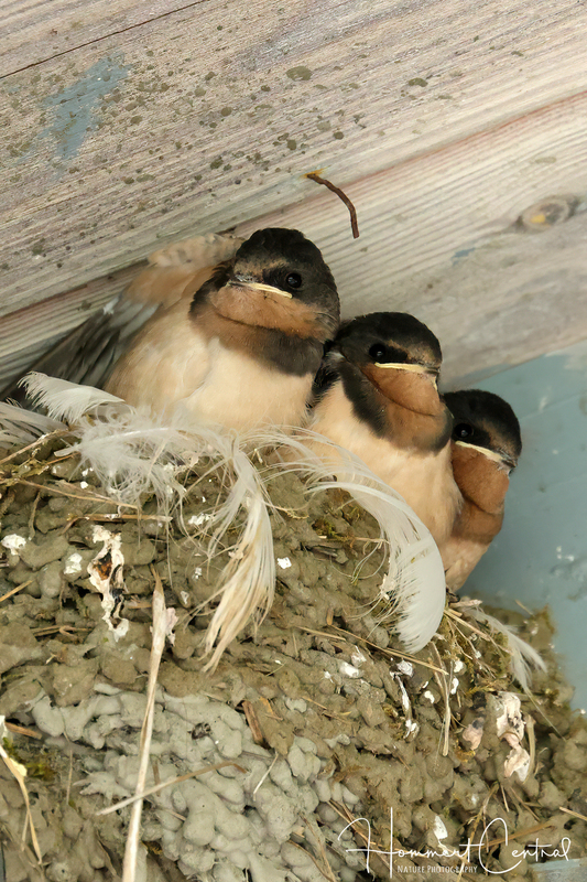 Barn Swallow (nestlings) (11).jpg