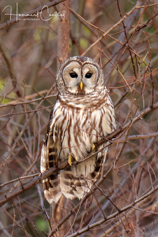Barred Owl (15).jpg