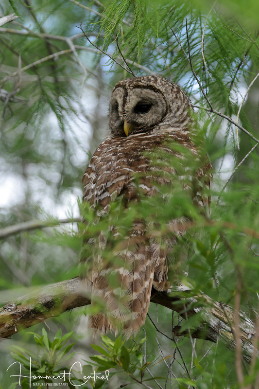 Barred Owl (16).jpg