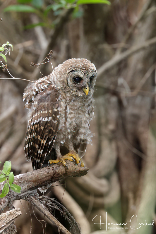 Barred Owl (immature) (01).jpg