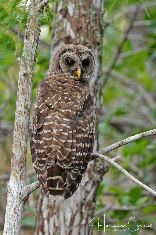 Barred Owl (immature) (02).jpg