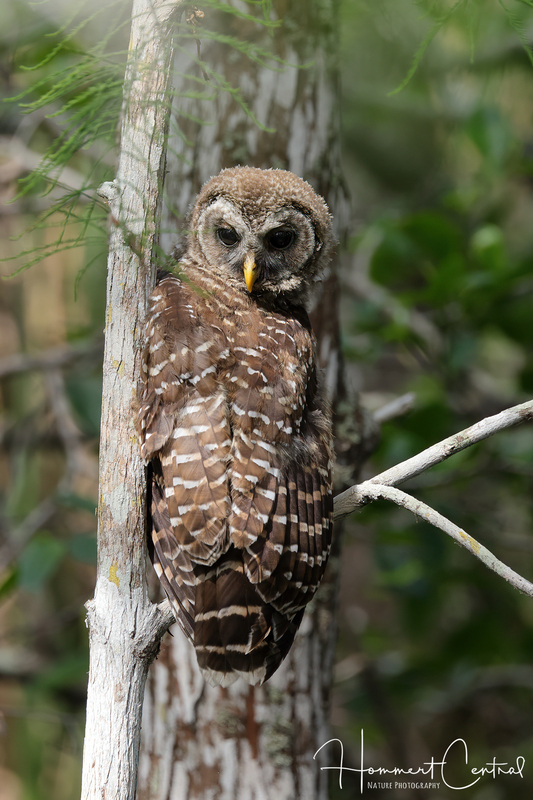 Barred Owl (immature) (03).jpg
