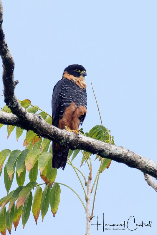 Bat Falcon (02).jpg