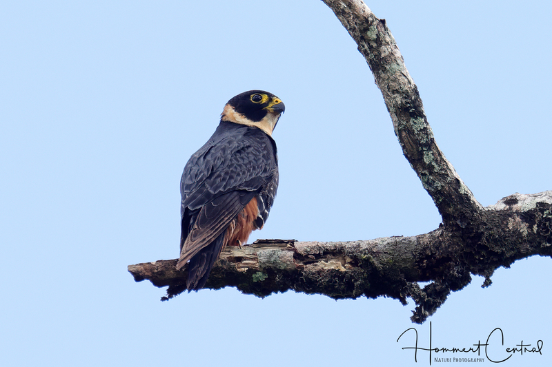 Bat Falcon (03).jpg