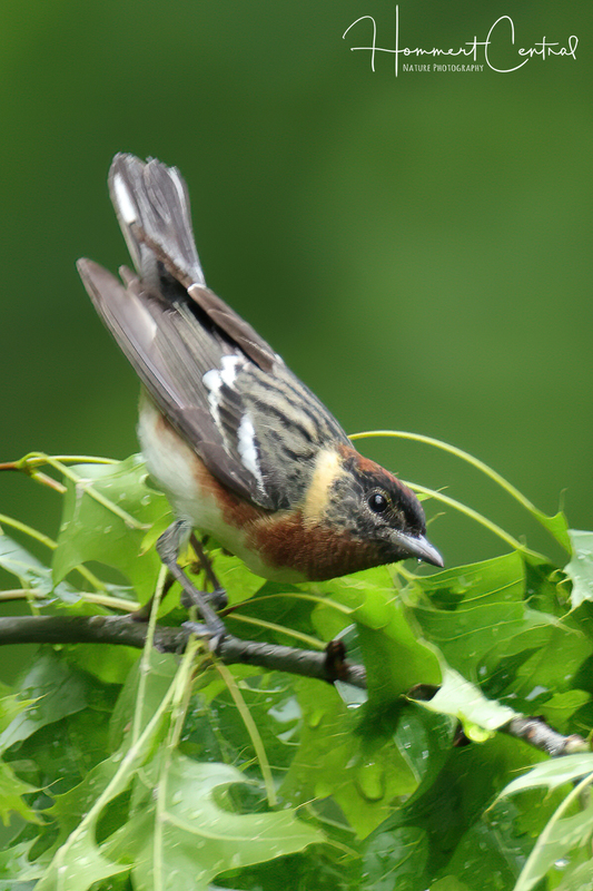 Bay-breasted Warbler (05).jpg