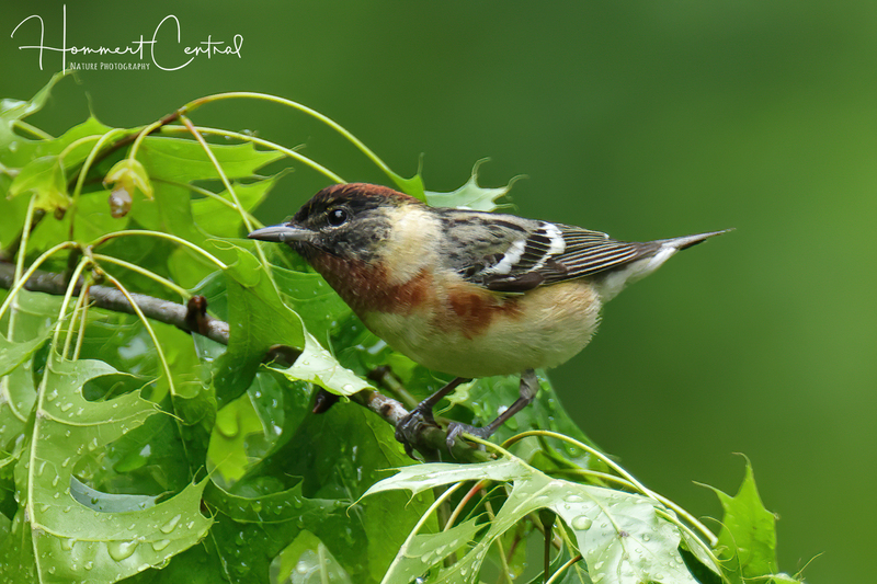 Bay-breasted Warbler (06).jpg