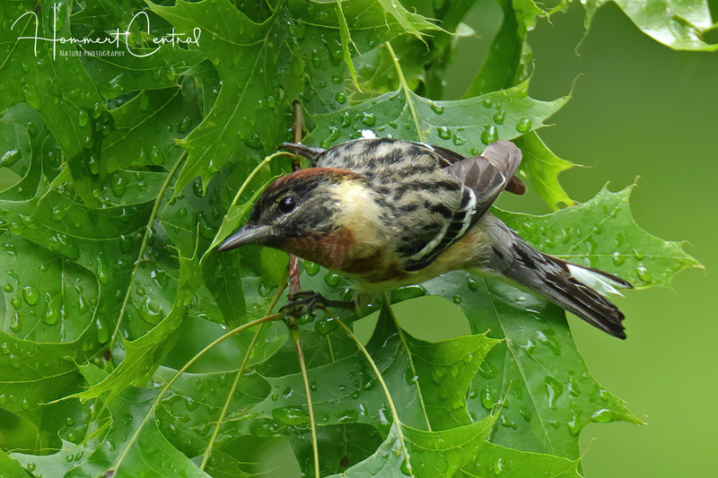 Bay-breasted Warbler (07).jpg