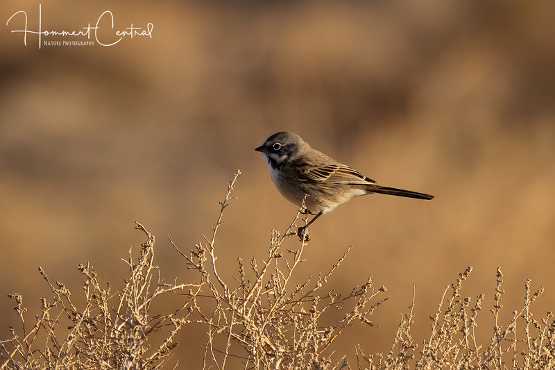 Bells Sparrow (01).jpg