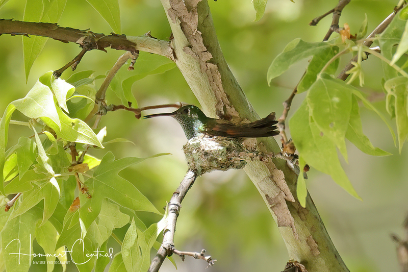 Berylline Hummingbird (female) (01).jpg