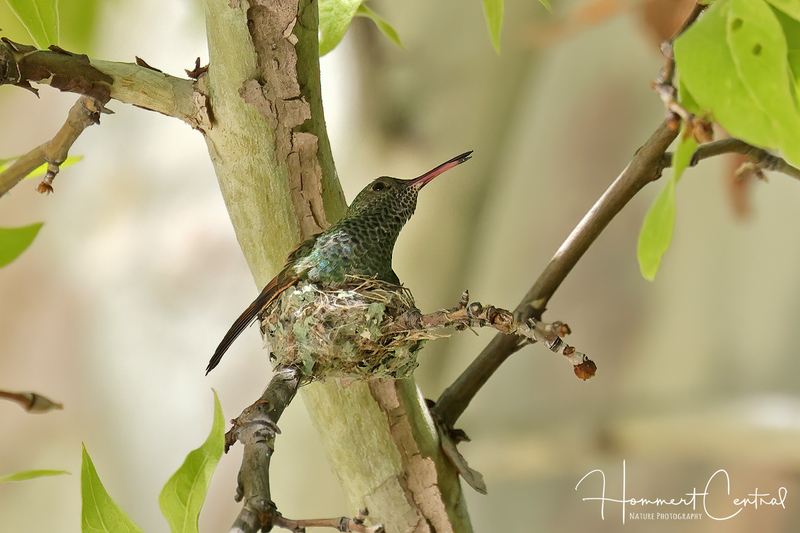 Berylline Hummingbird (female) (02).jpg