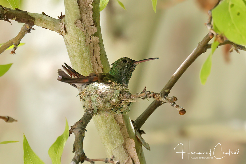 Berylline Hummingbird (female) (03).jpg