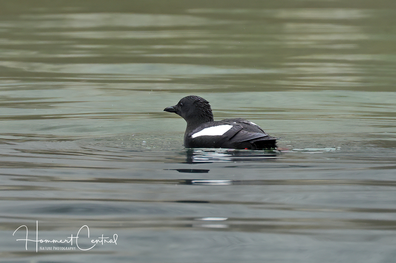 Black Guillemot (05).jpg